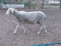 Ovce, Lacaune sheep — foto 2