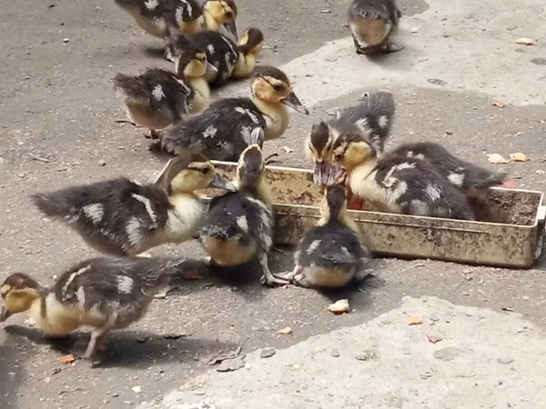 Ducks