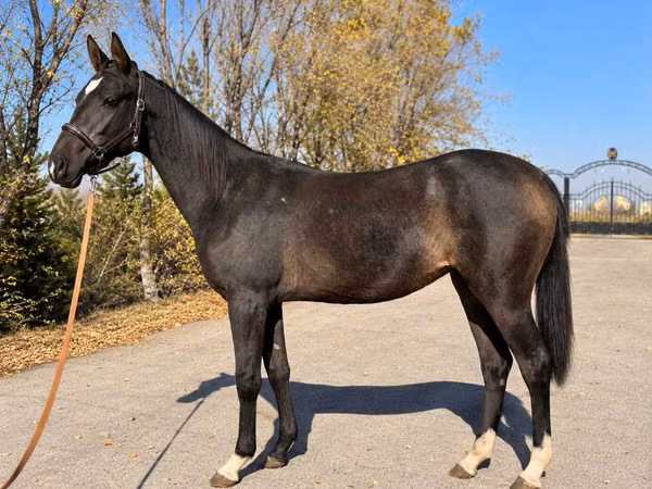 Stute, Akhal-Teke