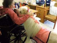 Madyan, Miniature horse — foto 3
