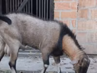 თხა, Nubian Goat — ფოტო 2
