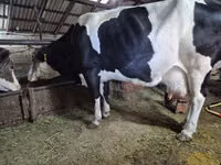 Vache, Russian Black pied cattle — photo 4