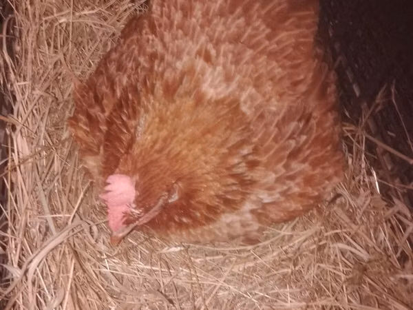 Chickens