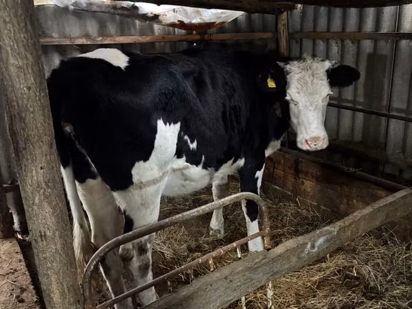 母牛, Russian Black pied cattle