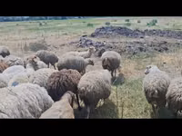 Ovce, Ovce — foto 2
