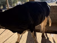 İnek, Russian Black pied cattle — foto 3