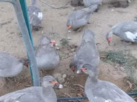 Ducks — zdjęcie 7