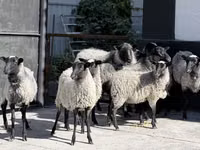 Ovelha, Hissar sheep — foto 2
