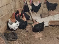 Chickens — 写真 2