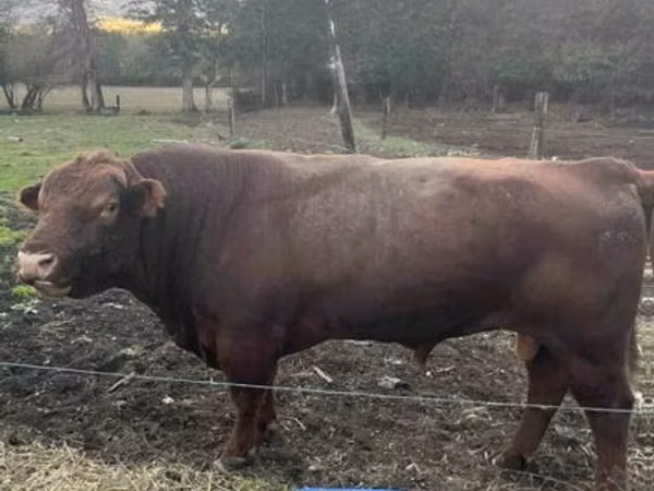 Touro, Aberdeen-Angus