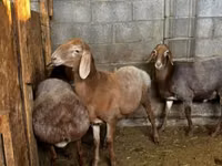 Qoʻy, Katum sheep — 4-rasm