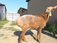 Қошқар, Agin sheep — 4-сурет