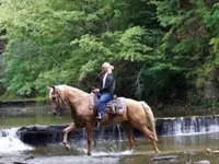 Cavalo, Palomino — foto 6