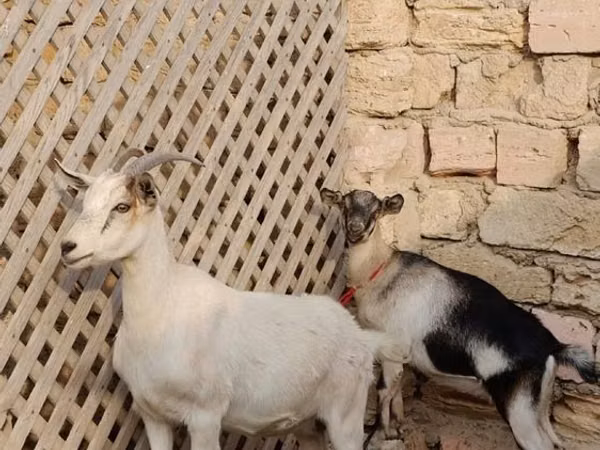 Cabra, Cabras
