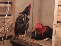 Chickens — zdjęcie 1