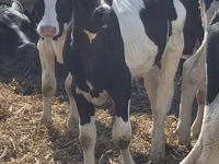 Bulle, Russian Black pied cattle — Foto 2
