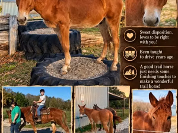 Cheval, Mule
