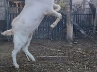 雄ヤギ, Nubian Goat — 写真 2
