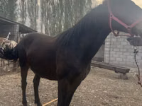 Klisna, Russian Don — foto 3