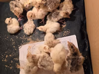 Turkeys — الصورة 1