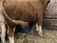 Bulle, Ungarische Graue Rasse — Foto 3