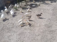 Ducks — Foto 2