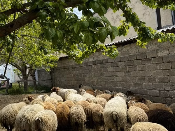 Ovce (šarže, pohlaví neuvedeno), Ovce — Ázerbájdžán
