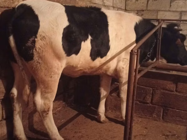 母牛, Russian Black pied cattle