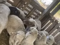 Koyun, Blackheaded Persian sheep — foto 4