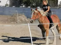 Hengst, Gypsy horse — Foto 2