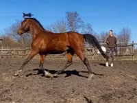 Koń, Arabian horse — zdjęcie 2