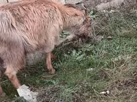 Cabras (lote, sexo no especificado), Saanen goat — foto 4