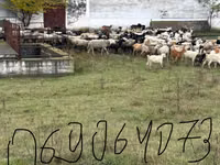 Koza, Kozy — foto 1