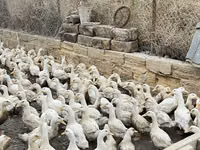 Ducks — ფოტო 4