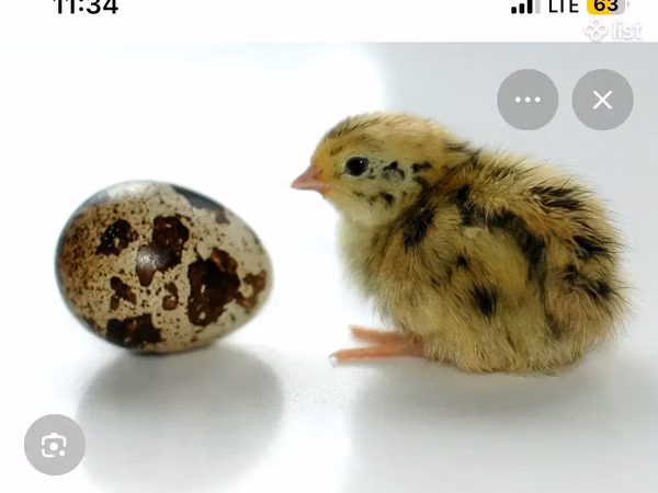 Quails