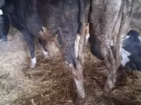 公牛, Russian Black pied cattle — 照片 3
