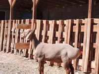 Ram, Rhon sheep — photo 2