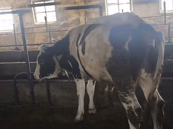 Buqa, Simmental cattle