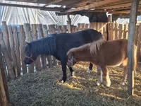 母马, Horses — 照片 1