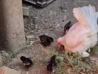 Chickens — Foto 1