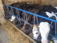 Bovins (lot, sexe non indiqué), Simmental cattle — photo 4