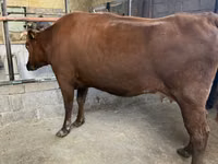 İnek, Holstein ırkı — foto 1