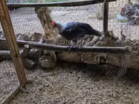 Chickens — zdjęcie 1