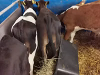 Buğa, Simmental cattle — foto 6