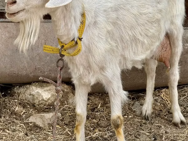 Dişi keçi, Saanen goat