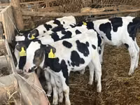 Taureau, Russian Black pied cattle — photo 1