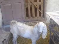 雄ヤギ, Beetal goats — 写真 7