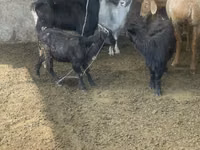 Dişi keçi, Alpine goat — foto 2