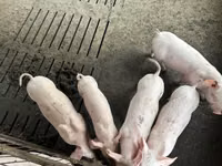Eber, Schweine — Foto 4