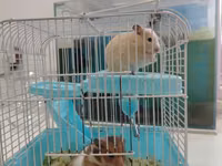 Hamster sağlam balalardır Qəfəs ilə bir yerdə satılır çatdırılma var — 照片 1